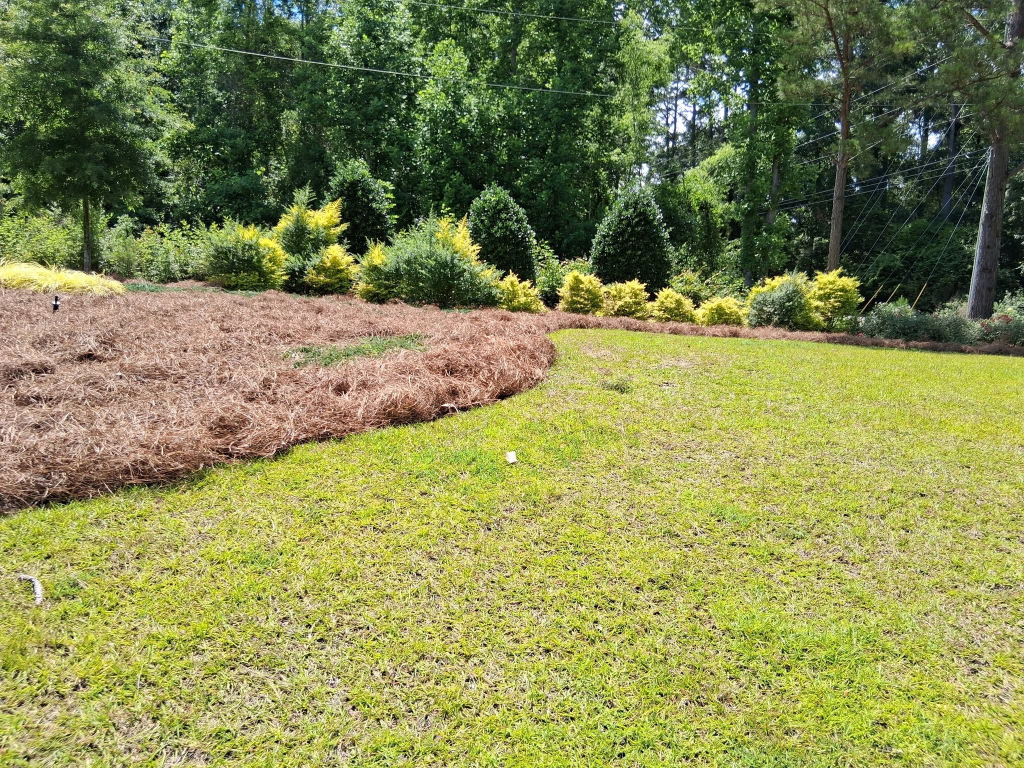 Manicured lawn with pine straw beds and landscaped shrubs